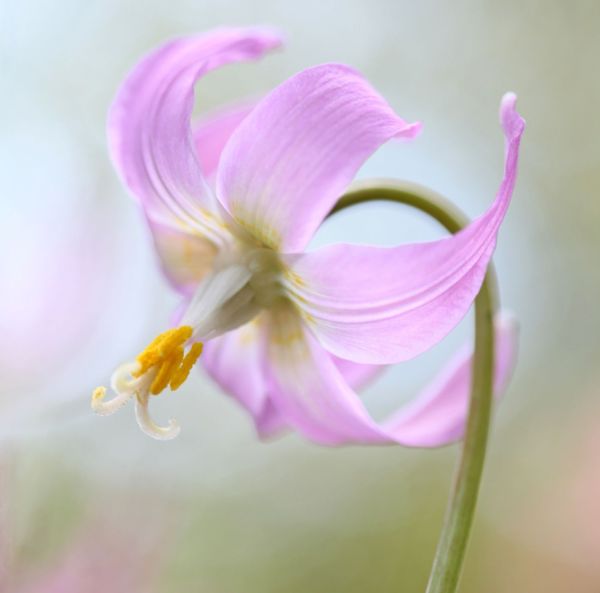 Hundtandslilja 6st Hundtandslilja 6st